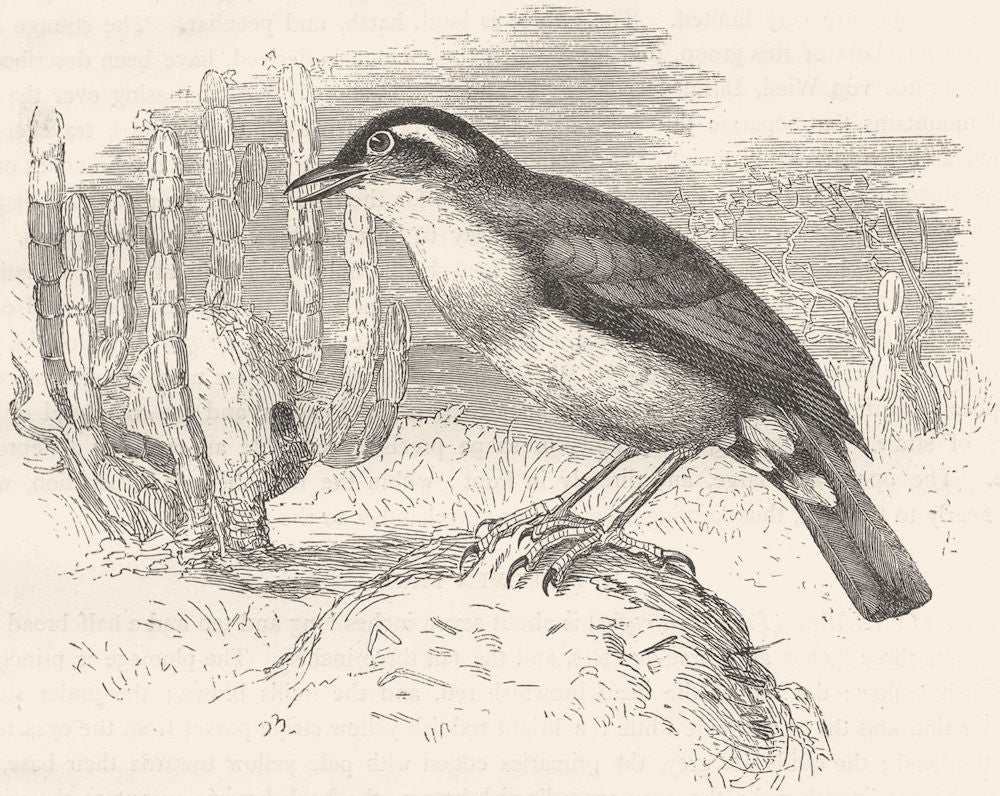 BIRDS. Searcher. Tree Climber. Red Oven Bird c1870 old antique print picture